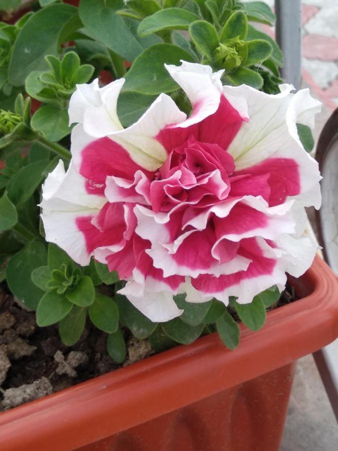 Guest House Etnodom Jalal-Abad Екстериор снимка